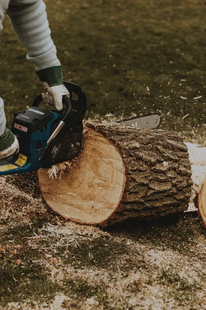 Chainsaw cutting through a section of tree trunk on the ground