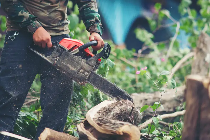 Tree worker cutting a tree stump with a chainsaw among green brush