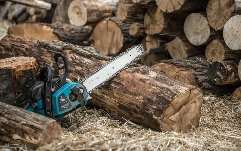 Chainsaw resting on freshly cut logs after a tree removal