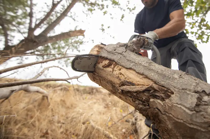 Worker cutting a fallen log with a chainsaw in an overgrown field