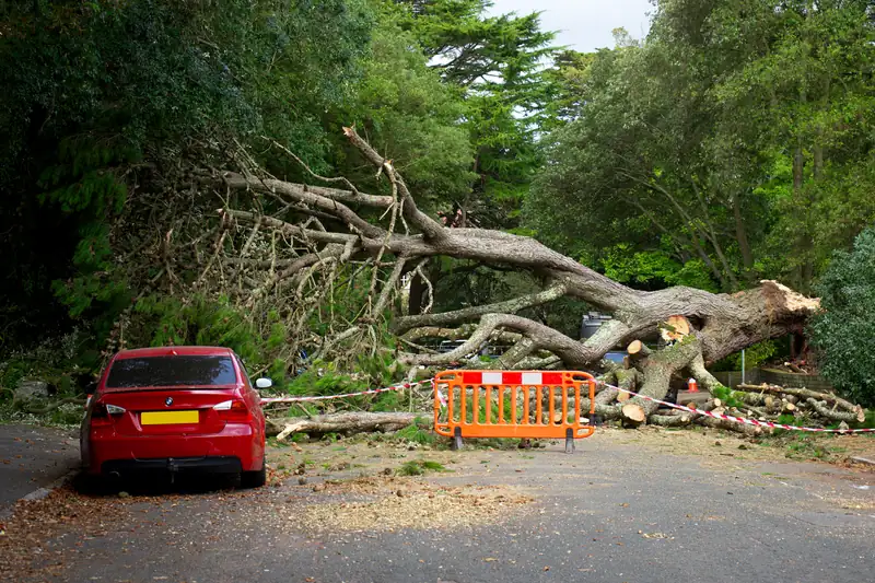 Storm-fallen tree lying across a road beside a parked car and safety barrier