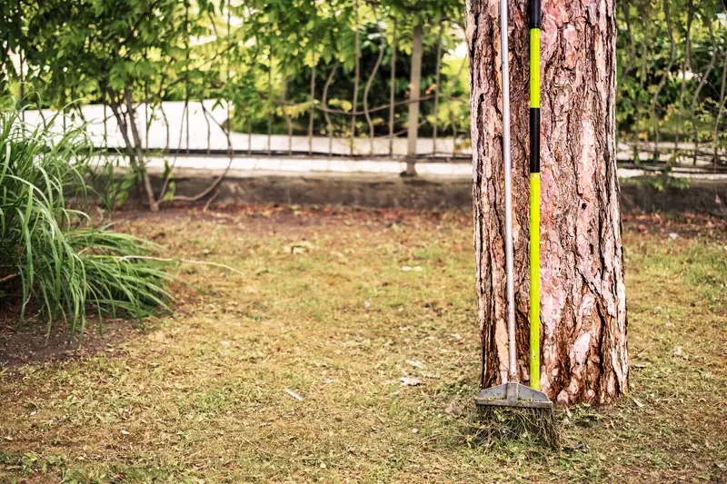 Pole saw leaning against a tall pine tree in a residential yard