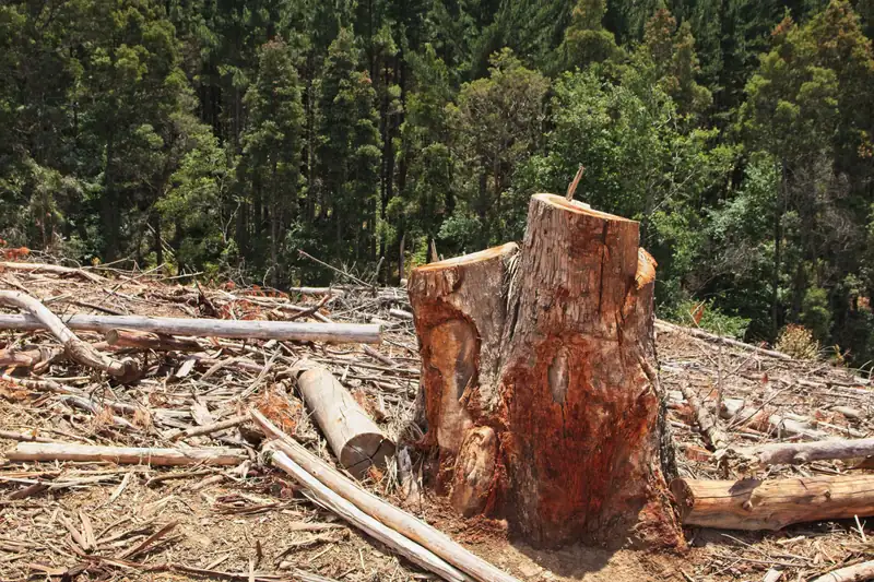 Large tree stump left on a cleared wooded lot