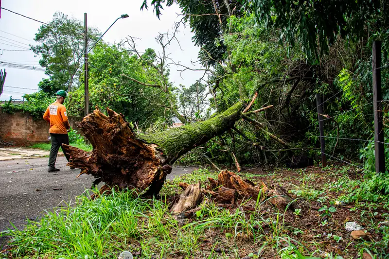 Uprooted tree with exposed roots fallen along a residential street after a storm